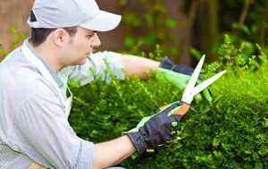 landscaping_services2